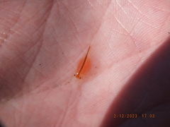 Eubranchipus neglectus