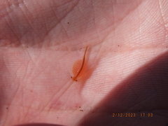 Eubranchipus neglectus