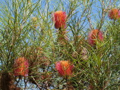 Banksia occidentalis