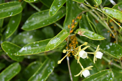 Cynanchum ellipticum