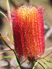 Banksia occidentalis