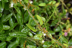 Cynanchum ellipticum