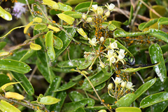 Cynanchum ellipticum