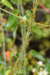 Cynanchum ellipticum