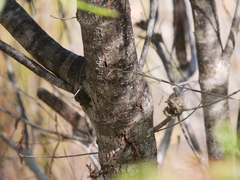 Banksia occidentalis