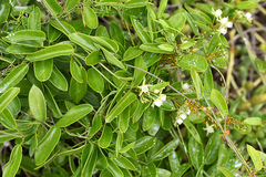 Cynanchum ellipticum