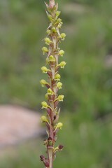 Satyrium parviflorum