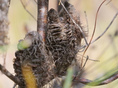 Banksia occidentalis