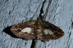 Chloroclystis filata