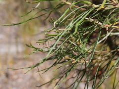 Banksia occidentalis