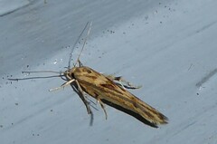 Stathmopoda plumbiflua