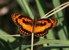 Byblia anvatara