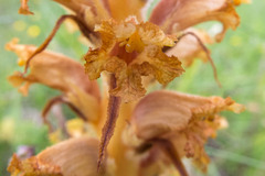 Orobanche elatior