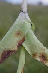 Satyrium parviflorum