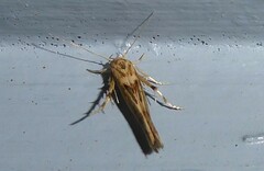 Stathmopoda plumbiflua