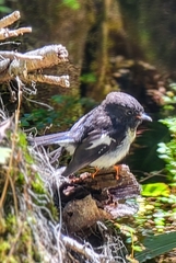 Petroica macrocephala