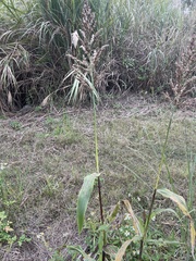 Sorghum bicolor bicolor