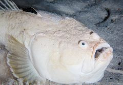 Uranoscopus sulphureus