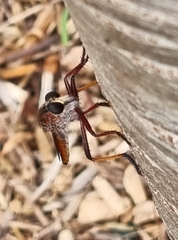 Colepia rufiventris