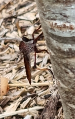 Colepia rufiventris