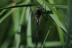 Cordulia aenea aenea