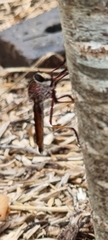 Colepia rufiventris