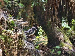 Petroica macrocephala