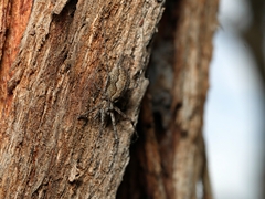 Tamopsis fickerti