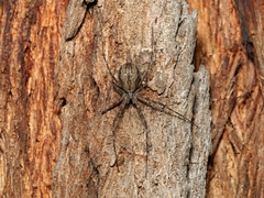 Tamopsis fickerti