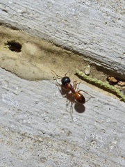 Camponotus sansabeanus