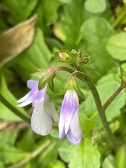 Mazus fauriei