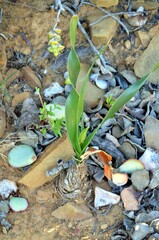 Asparagales