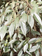 Ficus sarmentosa nipponica