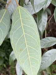 Ficus sarmentosa nipponica