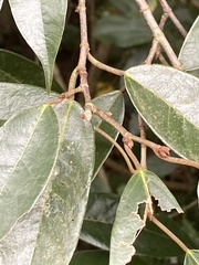 Ficus sarmentosa nipponica