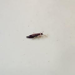 Euborellia annulipes