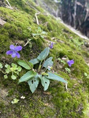 Viola inconspicua nagasakiensis