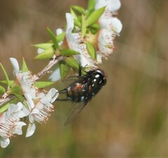 Amenia chrysame