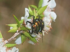 Amenia chrysame
