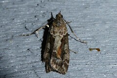 Eudonia submarginalis