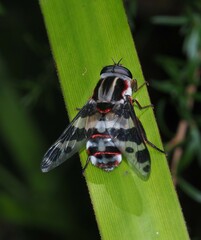 Pelecorhynchus nigripennis