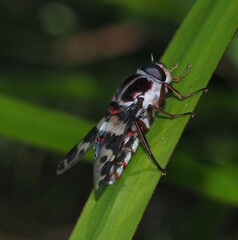 Pelecorhynchus nigripennis