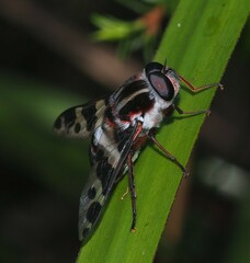 Pelecorhynchus nigripennis