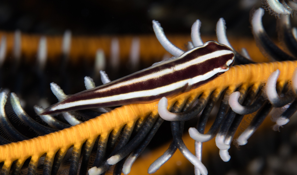 Doublestriped Clingfish from Wakatobi, Kepulauan Wakatobi (Laut ...