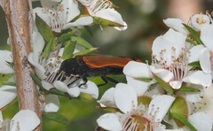 Castiarina erythroptera
