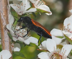 Castiarina erythroptera