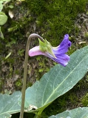 Viola inconspicua nagasakiensis
