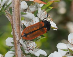 Castiarina erythroptera