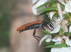 Stenoderus