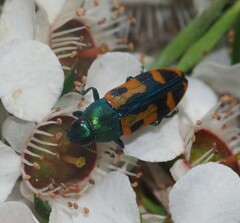 Castiarina scalaris
